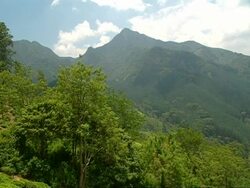WA Mountain tea plantation scene Stock Footage