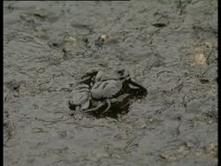 Dead cuttlefish on beach covered in oil, Spanish Mediterranean, Urquiola spill, May 1976. Stock Footage