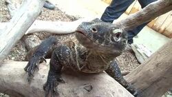CLEAN : Four baby Komodo dragons join French Crocodile Park News Clip