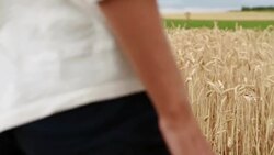Hand of woman touching the wheat in field enjoying feeling Stock Footage