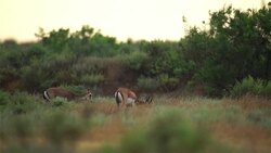 Gazelle Goitered Stock Footage