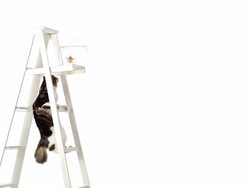 Goldfish and Cat Stock Footage