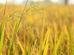 Rice in the fields. Stock Footage
