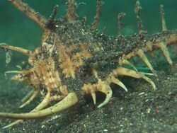 Murex snail, walks along muck bottom, medium close up, Indonesia  Stock Footage