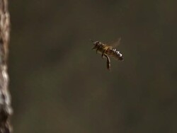 MS SLO MO Honey bee flying for beehive / Vieux Pont, Normandy, France Stock Footage