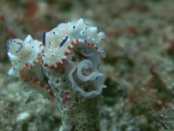 Nudibranch Laying Eggs Stock Footage