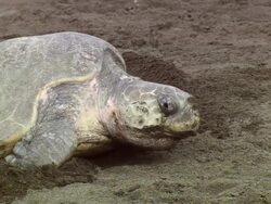 CU Olive Ridley is laying eggs on beach / Guanacaste, Costa Rica Stock Footage