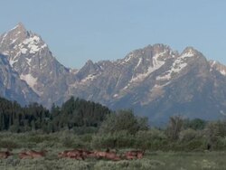 WS View of herd of elk cows and calves running through meadow in front of Grand Teton mountain range / Tetons, Wyoming, United States Stock Footage