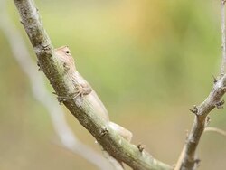 Chameleon Stock Footage