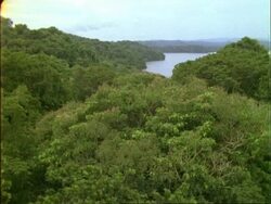 Rainforest scenic, rainforest canopy with Panama canal in background, WA, Panama. Stock Footage