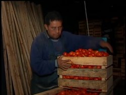 Think of your favorite recipe for salsa. Three common ingredients now are suspects in the salmonella poisonings that have become the nation's largest foodborne outbreak in at least a decade News Clip