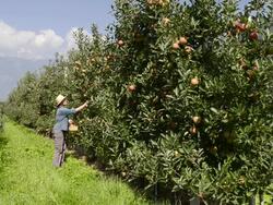 MS Shot of woman walking in apple orchard / Merano, Trentino, South Tyrol, Italy Stock Footage