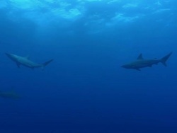 MS Shot of Blacktip shark aggregation swimming in open water with sunlight filtering through water surface / Aliwal Shoal, Kwa Zulu Natal, South Africa Stock Footage