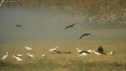 Cattle egrets (Bubulcus ibis) and Jackdaws  (Corvus monedula) in the field Stock Footage