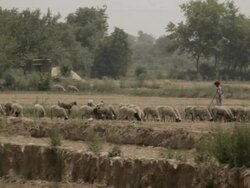 WS Man herding goats / Agra, India Stock Footage