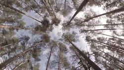 Looking Up Through Trees Stock Footage