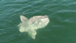 A Mola fish swims at the surface of the water. Stock Footage