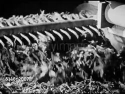 1942: DURHAM, NORTH CAROLINA: LIGGET-MEYERS TOBACCO COMPANY: 'Strip' tobacco leaves into large container, MS Blending falling tobacco in container. LA TU Tobacco falling out of chute into container. Blend, domestic, foreign, agriculture. Instructional Video