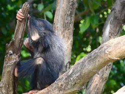 Chimpanzee Child Stock Footage