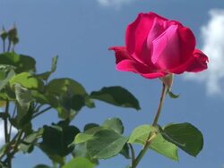 HD: Red rose Stock Footage