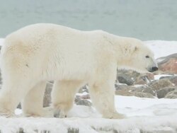 MS TS SLO MO Polar bear walking on ice / Churchill, Manitoba, Canada Stock Footage