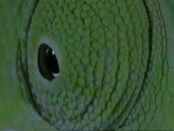 ECU Chameleons eye moving, Botswana, Africa Stock Footage