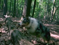 MS SLO MO PAN Shot of Australian shepherd jumping over log in woods / Morristown, New Jersey, United States Stock Footage