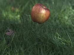 SLO MO apple falling, hits ground, medium close up, stalk upper right Stock Footage
