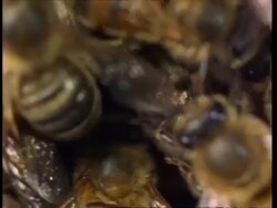 Honey bees on honey comb, camera tracks across Stock Footage