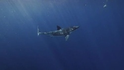 Great White Shark Slow Motion Stock Footage
