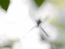 Spider Stock Footage