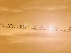 sunset birds fly over Stock Footage