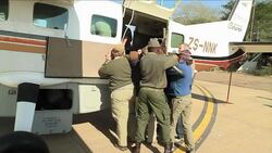 VOICED : Airlifting lions to News Clip