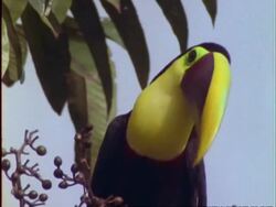 Chestnut-mandibled Toucan, BCU toucan on branch, looks around and flies off, Panama Stock Footage