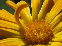 ECU T/L Shot of yellow daisy opening with stamens / Studio City, California, United States Stock Footage