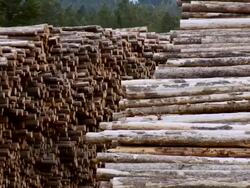 MS PAN Pile of logs / Near Williams Lake, British Columbia, Canada Stock Footage