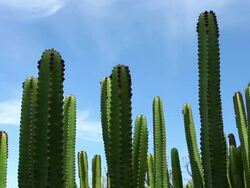 cacti - Time Lapse Stock Footage