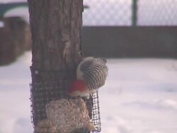 woodpecker Stock Footage