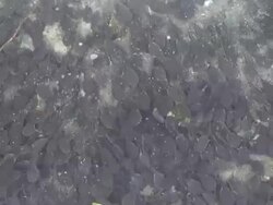 tadpoles Stock Footage