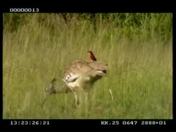 Kori bustard walking through long grass, with Carmine bee-eater riding on his back Stock Footage