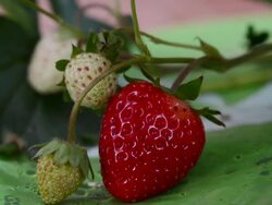 strawberry in nature Stock Footage