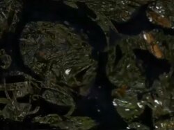 NATURE BACKGROUND : close-up, vortex, white back (TRANSITION) Stock Footage