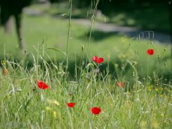 The Appian way in Rome: spring poppies bloom Stock Footage