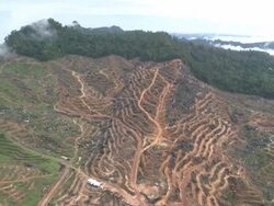 Newly cleared rainforest, ready for planting palm oil, Maliau Basin, Sabah, Malaysia, Borneo Stock Footage