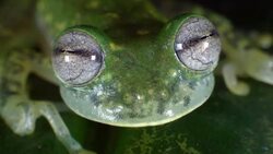 Maria's Giant Glass Frog (Nymphargus mariae) looking at camera Stock Footage