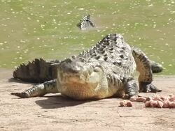 CU, Honduras, Crocodile feeding on riverbank Stock Footage