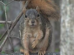 Squirrel in the woods 1 - HD 1080/30F Stock Footage