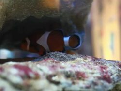Clown fish in coral Stock Footage