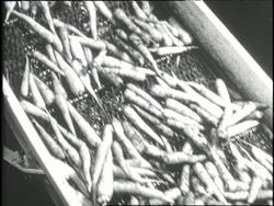 Eggs, carrots and potatoes spill onto conveyor belts in a food processing plant. News Clip