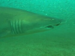 Sandtiger Ragtooth sharks, through bait fish, close up. North Carolina, Atlantic Ocean  Stock Footage